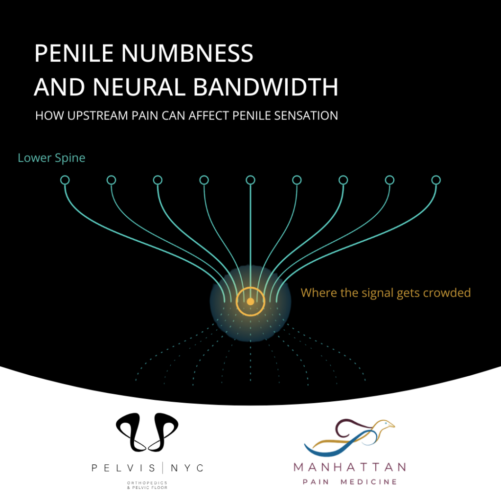 Penile Numbness and Neural Bandwidth: How Upstream Pain Can Affect Penile Sensation
