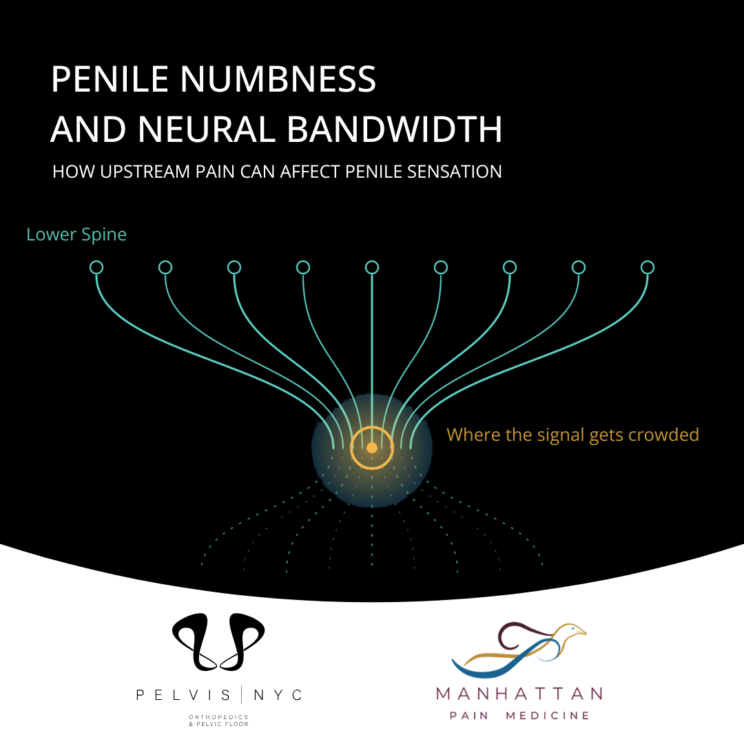 Penile Numbness and Neural Bandwidth: How Upstream Pain Can Affect Penile Sensation